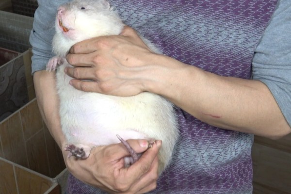 判断竹鼠是否怀孕的方法，母鼠食欲增加、腹部增大就表示怀孕