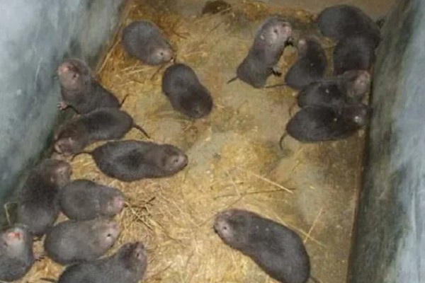 判断竹鼠是否怀孕的方法，母鼠食欲增加、腹部增大就表示怀孕