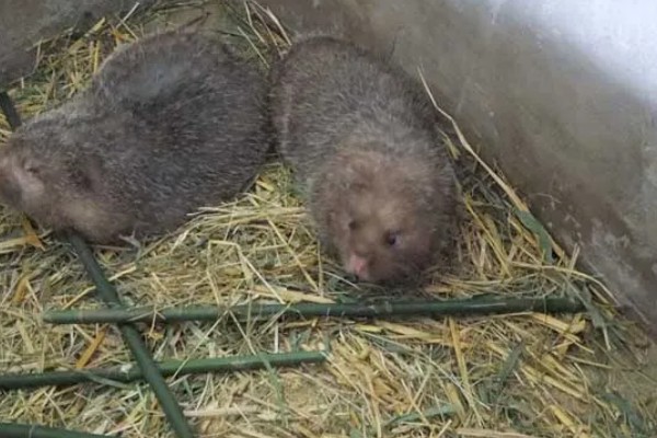 判断竹鼠是否怀孕的方法，母鼠食欲增加、腹部增大就表示怀孕