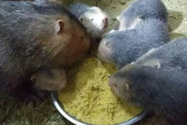 判断竹鼠是否怀孕的方法，母鼠食欲增加、腹部增大就表示怀孕