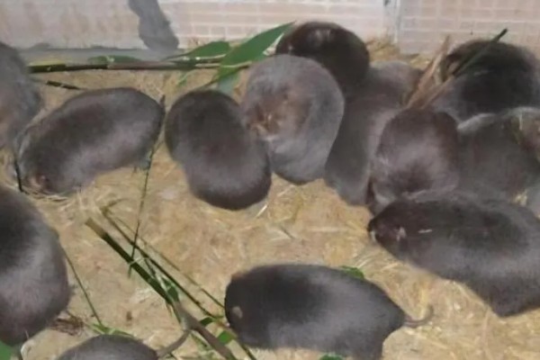 判断竹鼠是否怀孕的方法，母鼠食欲增加、腹部增大就表示怀孕