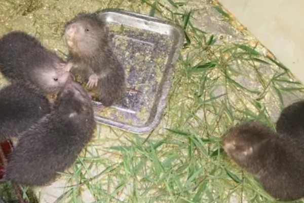 判断竹鼠是否怀孕的方法，母鼠食欲增加、腹部增大就表示怀孕