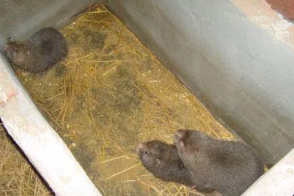 判断竹鼠是否怀孕的方法，母鼠食欲增加、腹部增大就表示怀孕