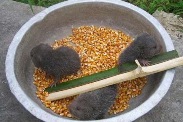 判断竹鼠是否怀孕的方法，母鼠食欲增加、腹部增大就表示怀孕