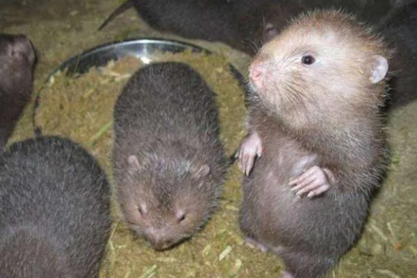 判断竹鼠是否怀孕的方法，母鼠食欲增加、腹部增大就表示怀孕