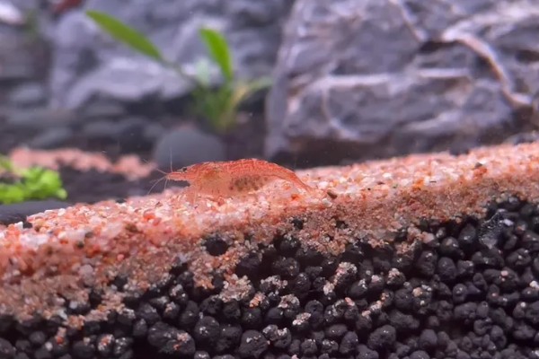 虾是不是胎生动物,会在4月份产卵繁殖