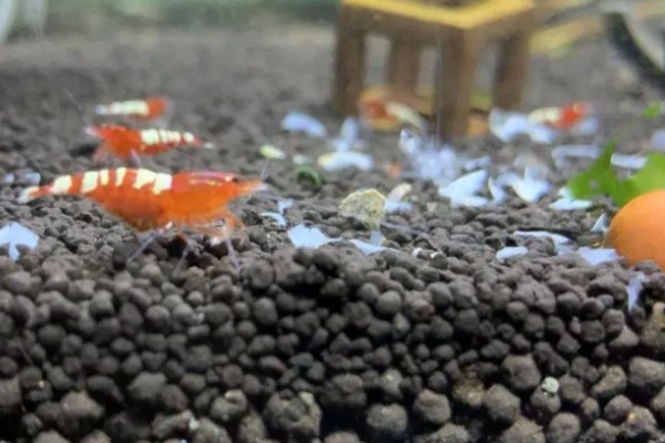 虾是不是胎生动物,会在4月份产卵繁殖