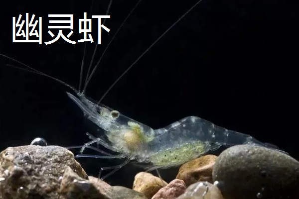 虾是不是胎生动物,会在4月份产卵繁殖