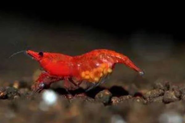 虾是不是胎生动物,会在4月份产卵繁殖