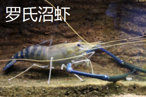 虾是不是胎生动物,会在4月份产卵繁殖