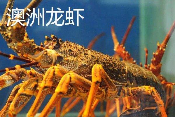 虾是不是胎生动物,会在4月份产卵繁殖