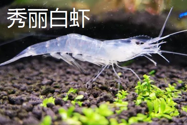 虾是不是胎生动物,会在4月份产卵繁殖