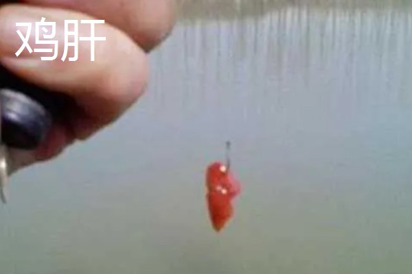 钓叉尾鮰鱼用什么饵料，可以用鸡肝、蚯蚓等