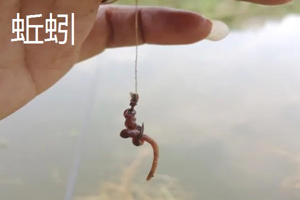 钓叉尾鮰鱼用什么饵料，可以用鸡肝、蚯蚓等