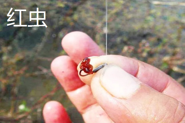 钓叉尾鮰鱼用什么饵料，可以用鸡肝、蚯蚓等