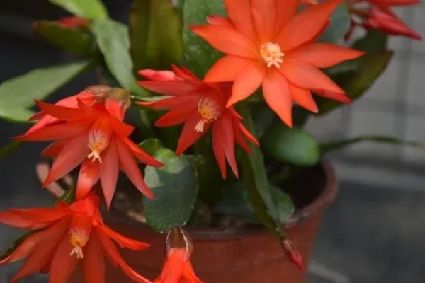假昙花的养护方法,夏季要注意遮阴降温