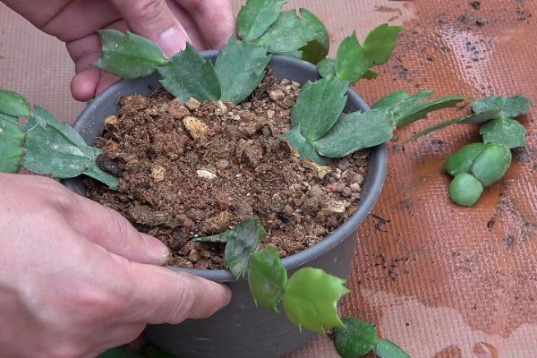 假昙花的养护方法,夏季要注意遮阴降温