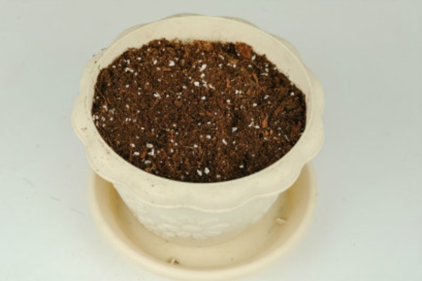 假昙花的养护方法,夏季要注意遮阴降温