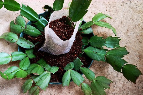 假昙花的养护方法,夏季要注意遮阴降温