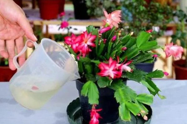 假昙花的养护方法,夏季要注意遮阴降温