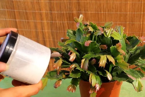 假昙花的养护方法,夏季要注意遮阴降温