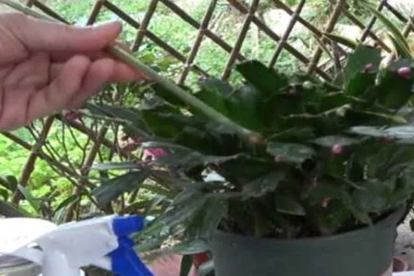 假昙花的养护方法,夏季要注意遮阴降温