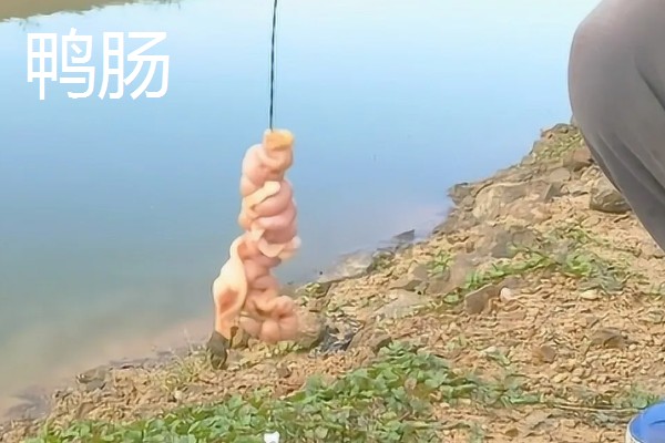 钓叉尾鮰鱼用什么饵料，可以用鸡肝、蚯蚓等