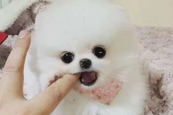 博美狗狗性格怎么样，其性格活泼、好动、友善