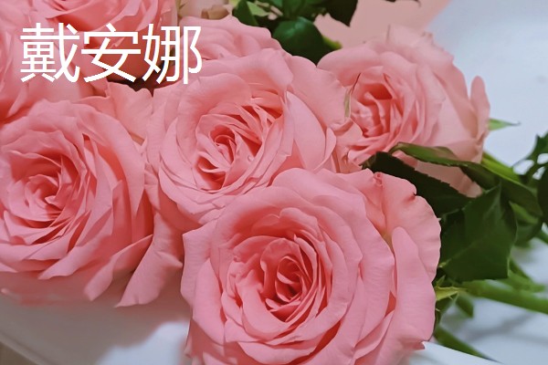戴安娜和粉玫瑰有什么区别,前者是亮粉色系、后者是艳粉色系
