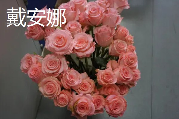 戴安娜和粉玫瑰有什么区别,前者是亮粉色系、后者是艳粉色系