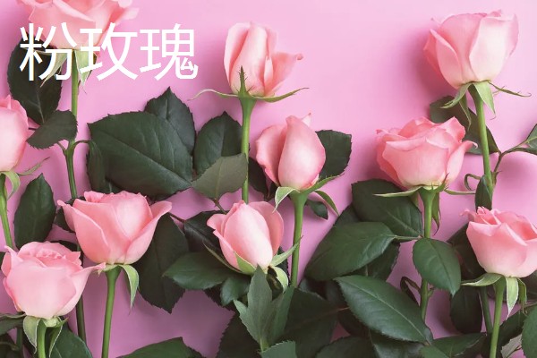 戴安娜和粉玫瑰有什么区别,前者是亮粉色系、后者是艳粉色系