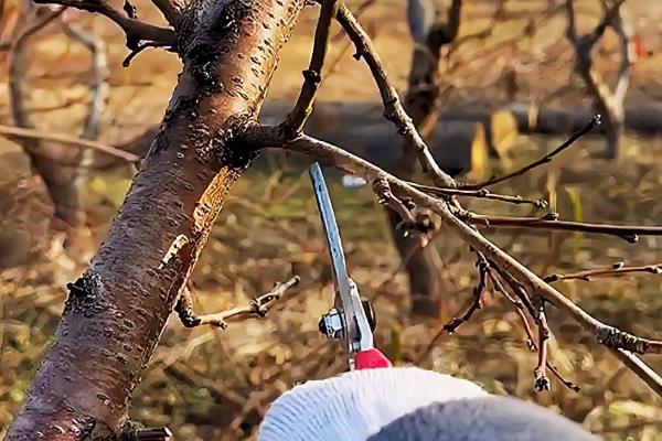 核桃树的整形复壮方法，幼树要培养树体骨架