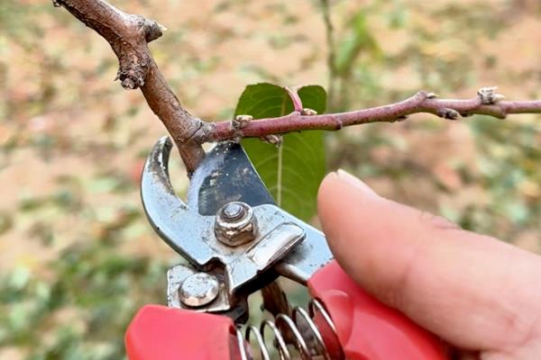 核桃树的整形复壮方法，幼树要培养树体骨架