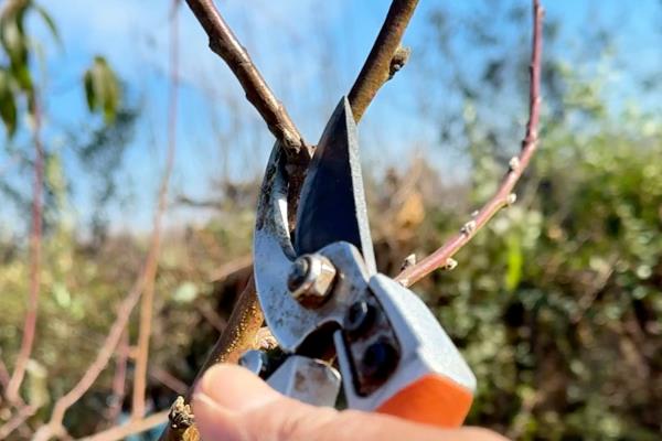 核桃树的整形复壮方法，幼树要培养树体骨架