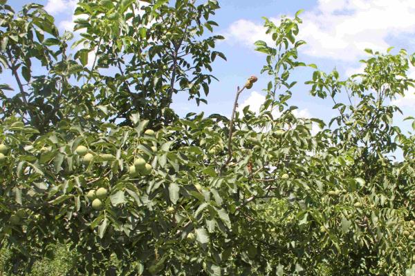 核桃树的整形复壮方法，幼树要培养树体骨架