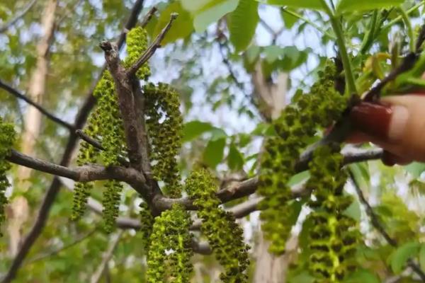 核桃树的整形复壮方法，幼树要培养树体骨架