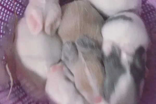 仔兔断奶的意义,是繁殖周期所必须的
