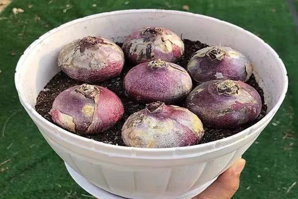 风信子种球如何保存,用杀菌剂清洗种球再保存