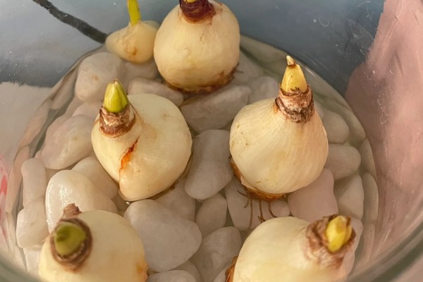 风信子种球如何保存,用杀菌剂清洗种球再保存