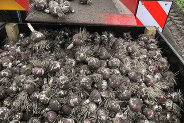 风信子种球如何保存,用杀菌剂清洗种球再保存