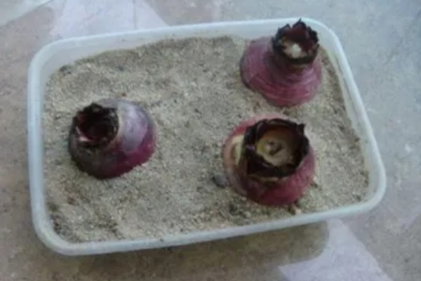 风信子种球如何保存,用杀菌剂清洗种球再保存