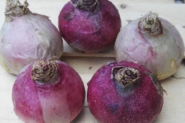 风信子种球如何保存,用杀菌剂清洗种球再保存