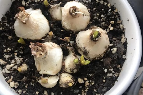 风信子种球如何保存,用杀菌剂清洗种球再保存