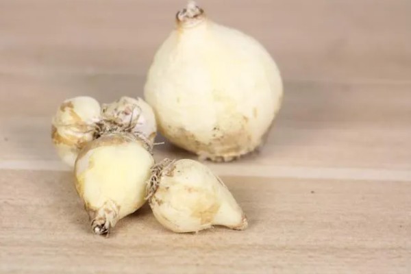 风信子种球如何保存,用杀菌剂清洗种球再保存