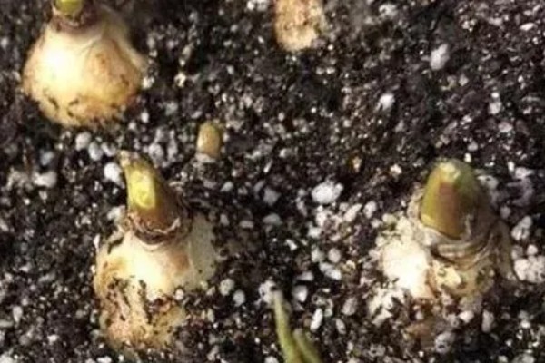 风信子种球如何保存,用杀菌剂清洗种球再保存