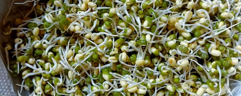 怎么发豆芽，水温尽可能控制在二十五度左右