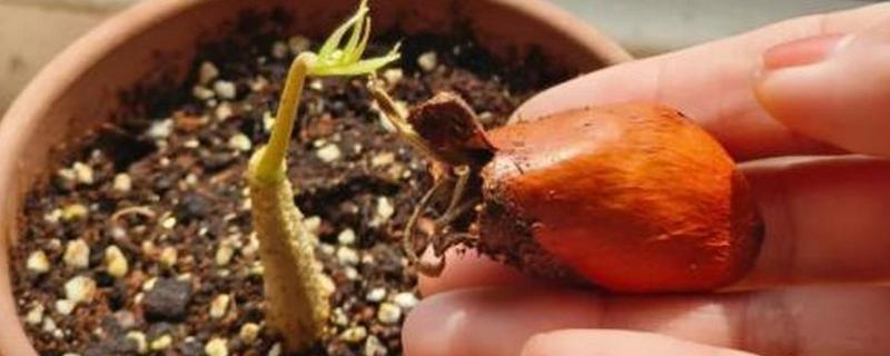 榴莲核的种植方法，浸泡至表面涨破、露出内核后再播种