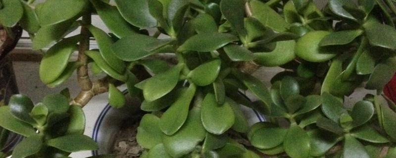 燕子掌如何浇水，不同季节的浇水方法不同