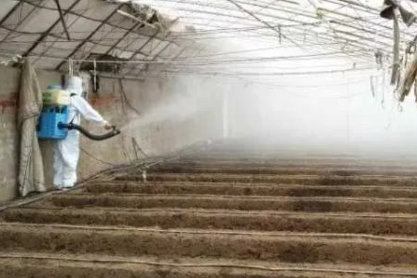 番茄斑萎病毒病的防治技术,只能通过防治刺吸式害虫预防