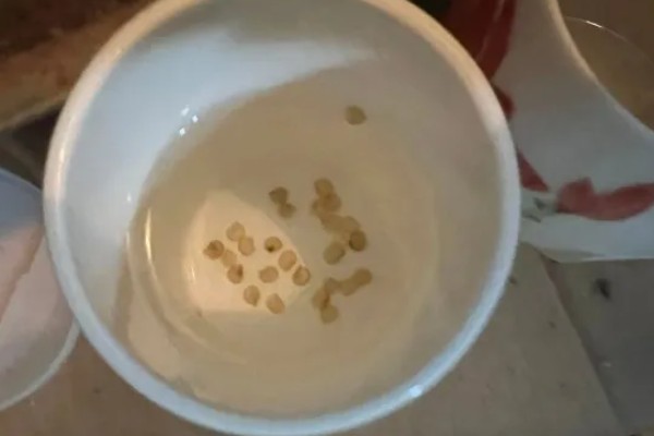 番茄斑萎病毒病的防治技术,只能通过防治刺吸式害虫预防